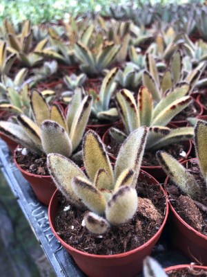 Kalanchoe tomentosa (Golden)